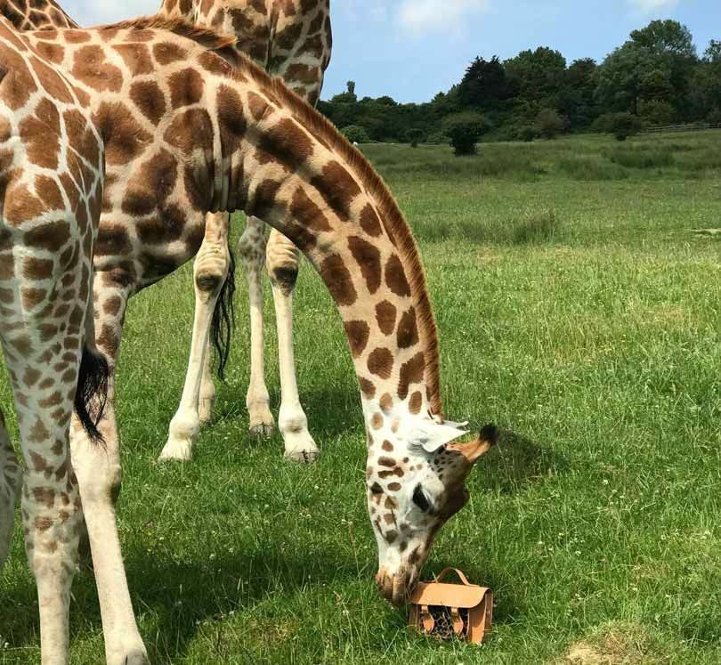 Cambridge Satchel Company: neue Giraffenkollektion für den Tierschutz Cambridge Satchel Company: neue Giraffenkollektion für den Tierschutz