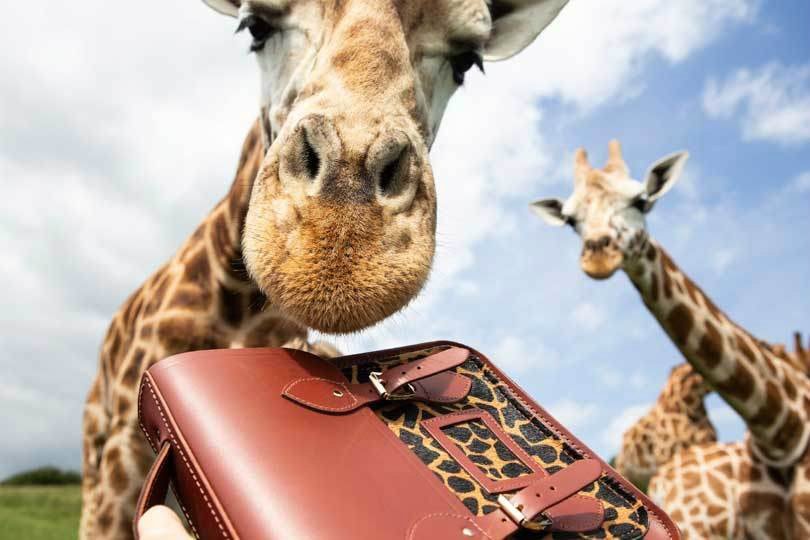 Cambridge Satchel Company neue Giraffenkollektion für den